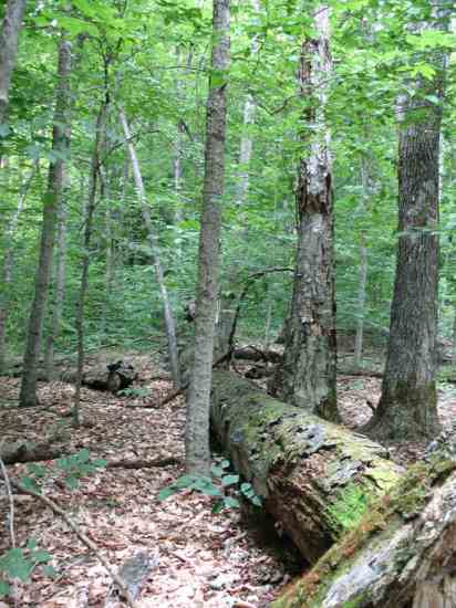 The dead beech tree is home to many decomposers and to those that feed on them.